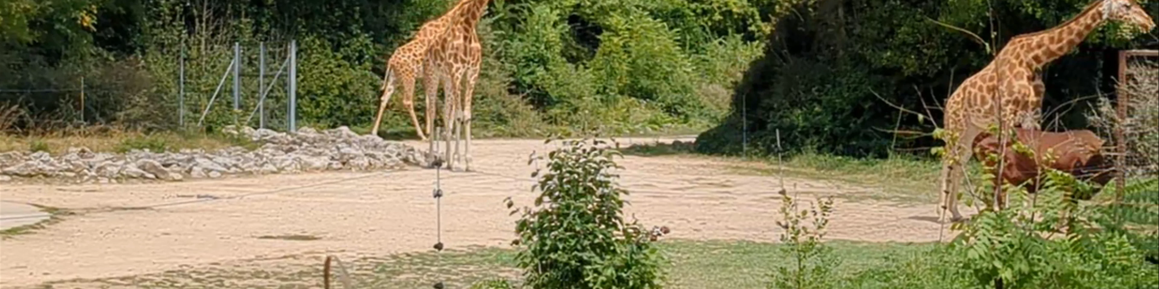 Zoo de Lyon
