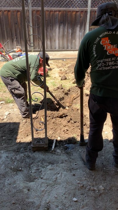 Cal Tree Care - Big root being dug up. - Tree Services Near Me