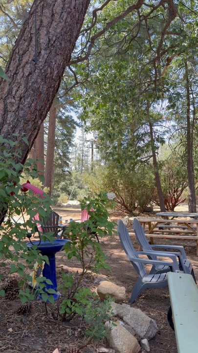 The Sunflower - Forested Backyard outdoor seating - Bakeries Near Me - Idyllwild, California