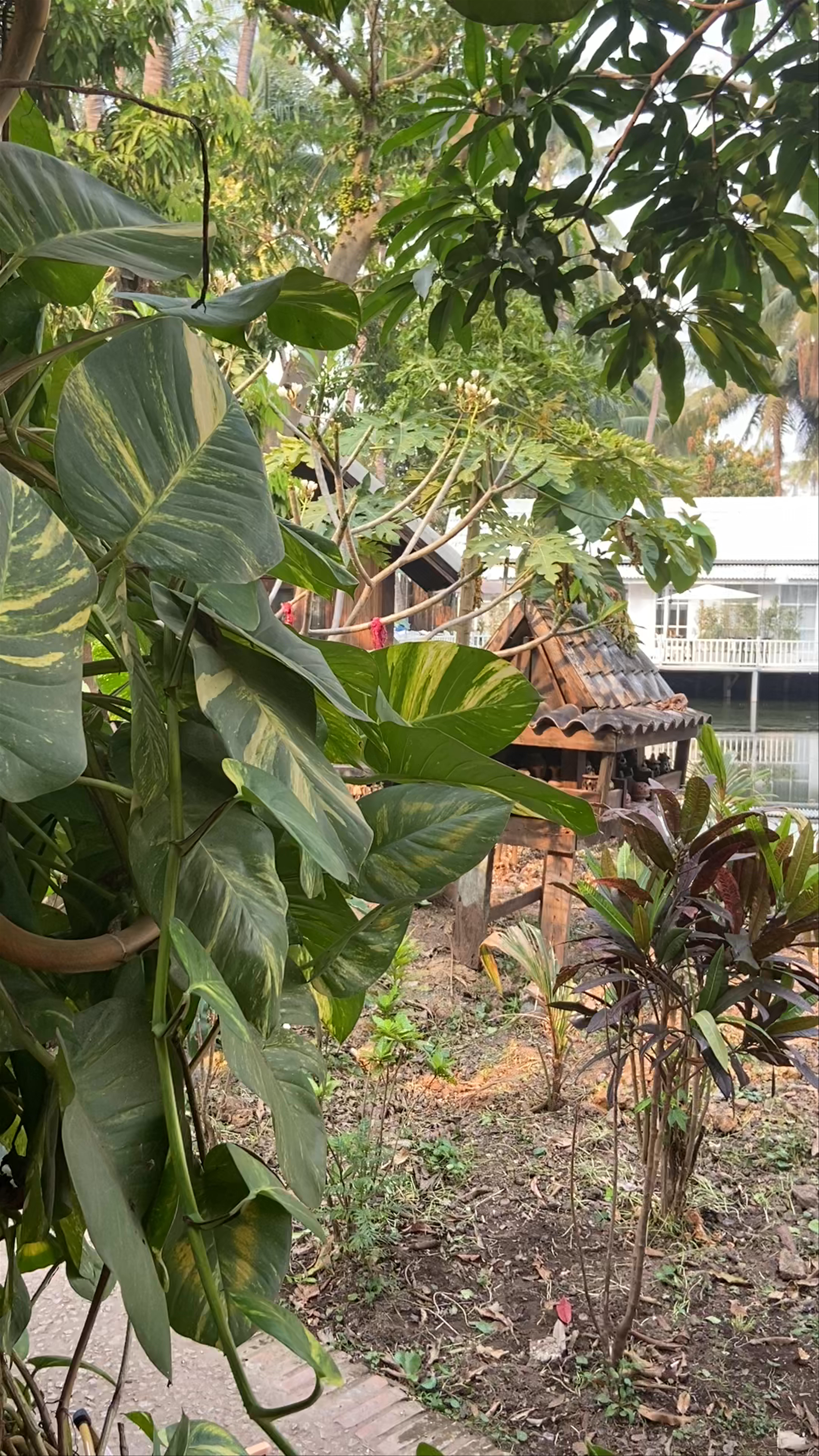 COFFEE EXPRESS: Serene Garden Oasis in Luang Prabang, Laos