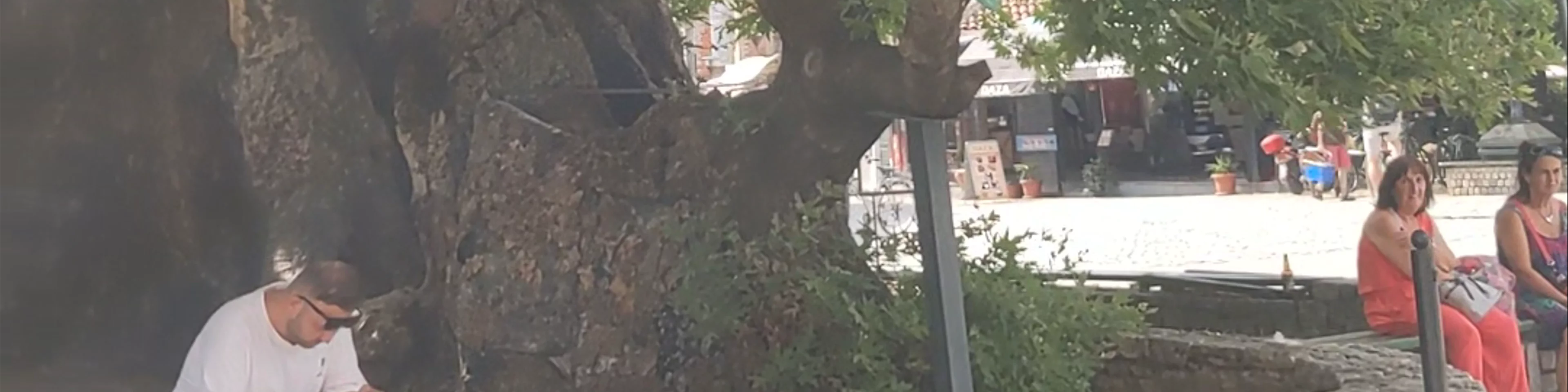 Chinar Tree