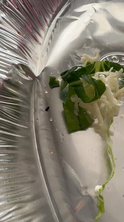 Chipotle Mexican Grill - Opened my salad to find a BUG waiting for me!! The bug was still moving, and you can see my new salad that is now in the trash :( - Mexican Near Me - Downey, California