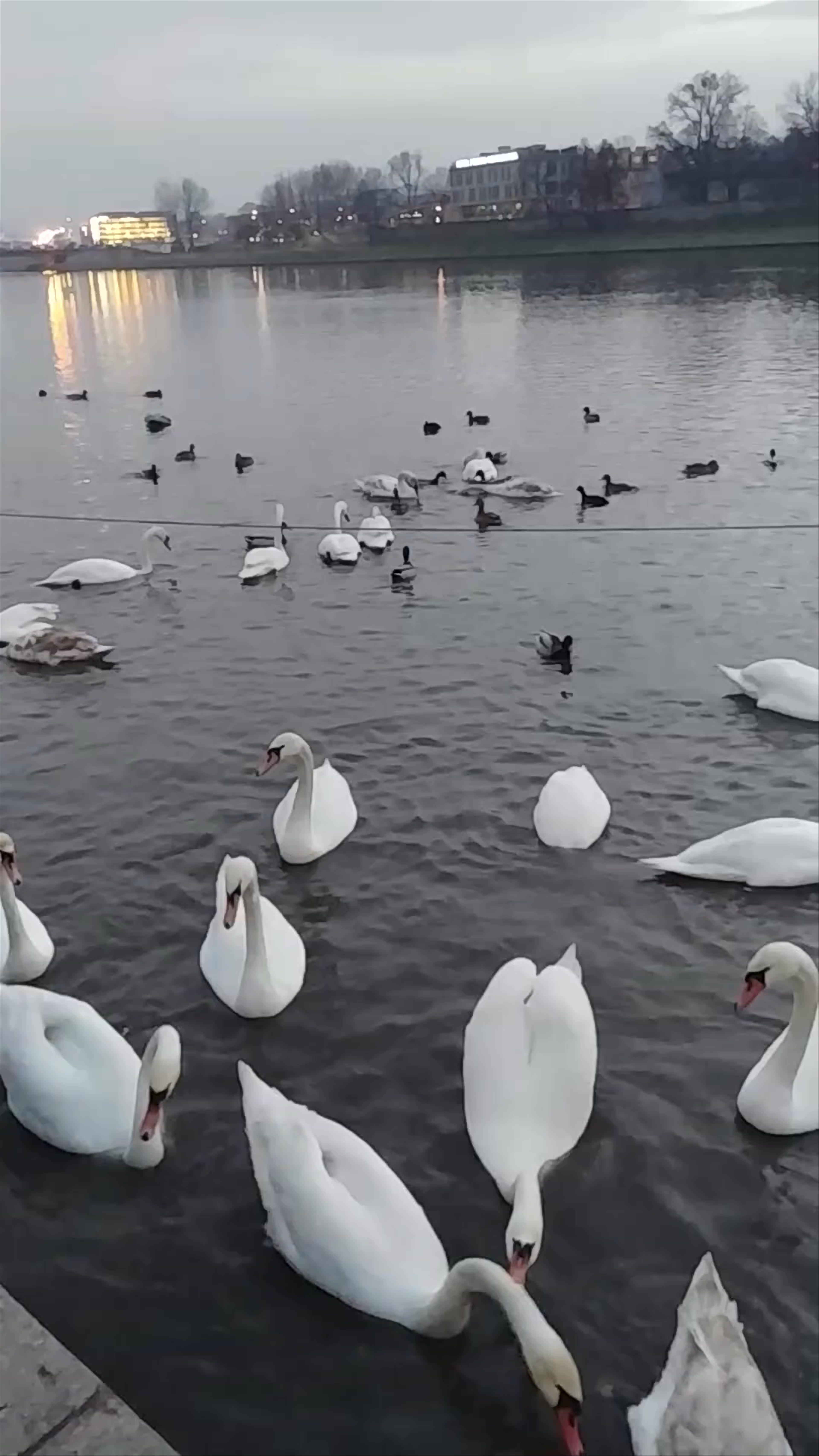 Swans and Ducks on the Vistula River at Wawel Royal Castle, Kraków