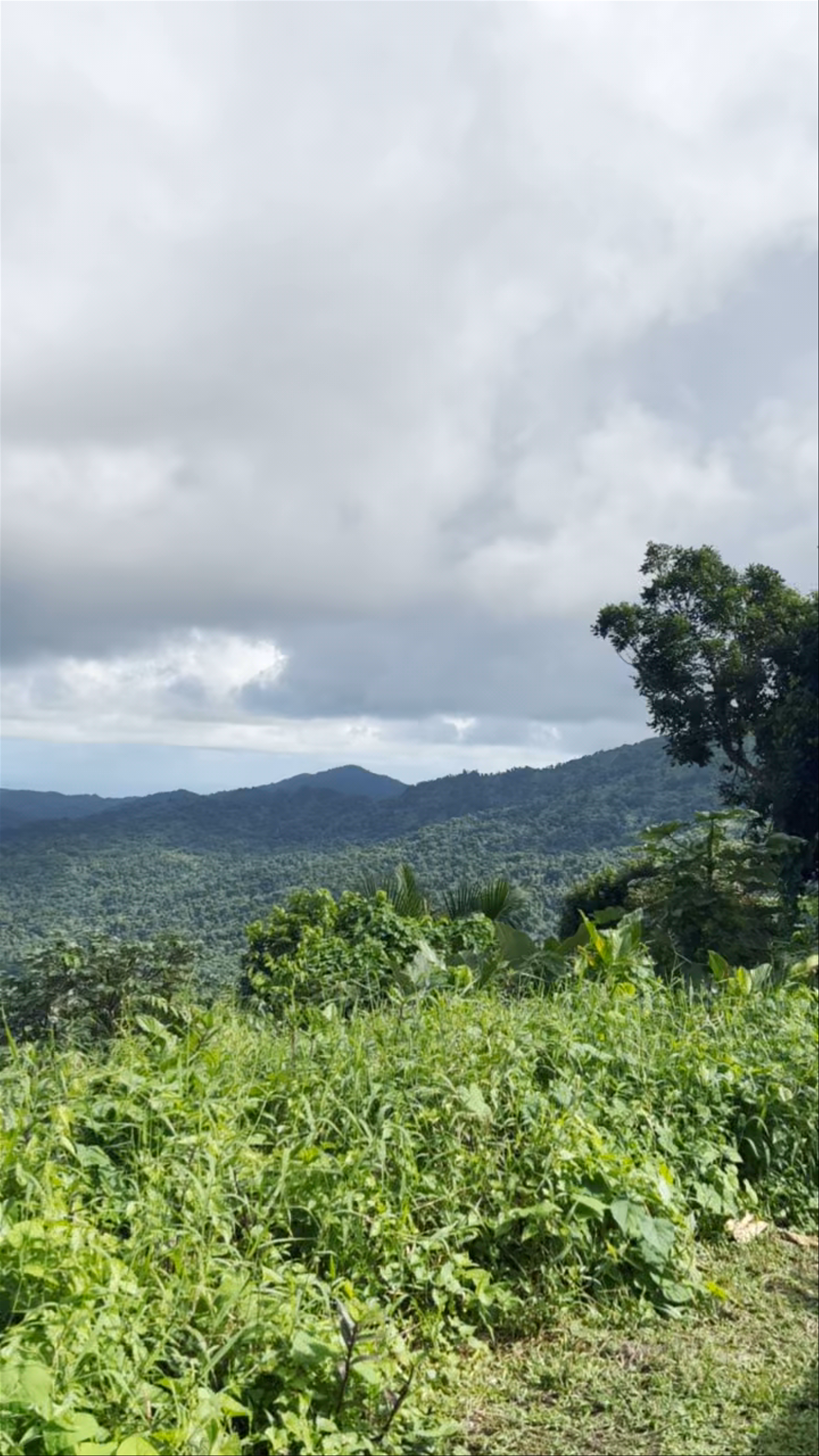El Yunque National Forest