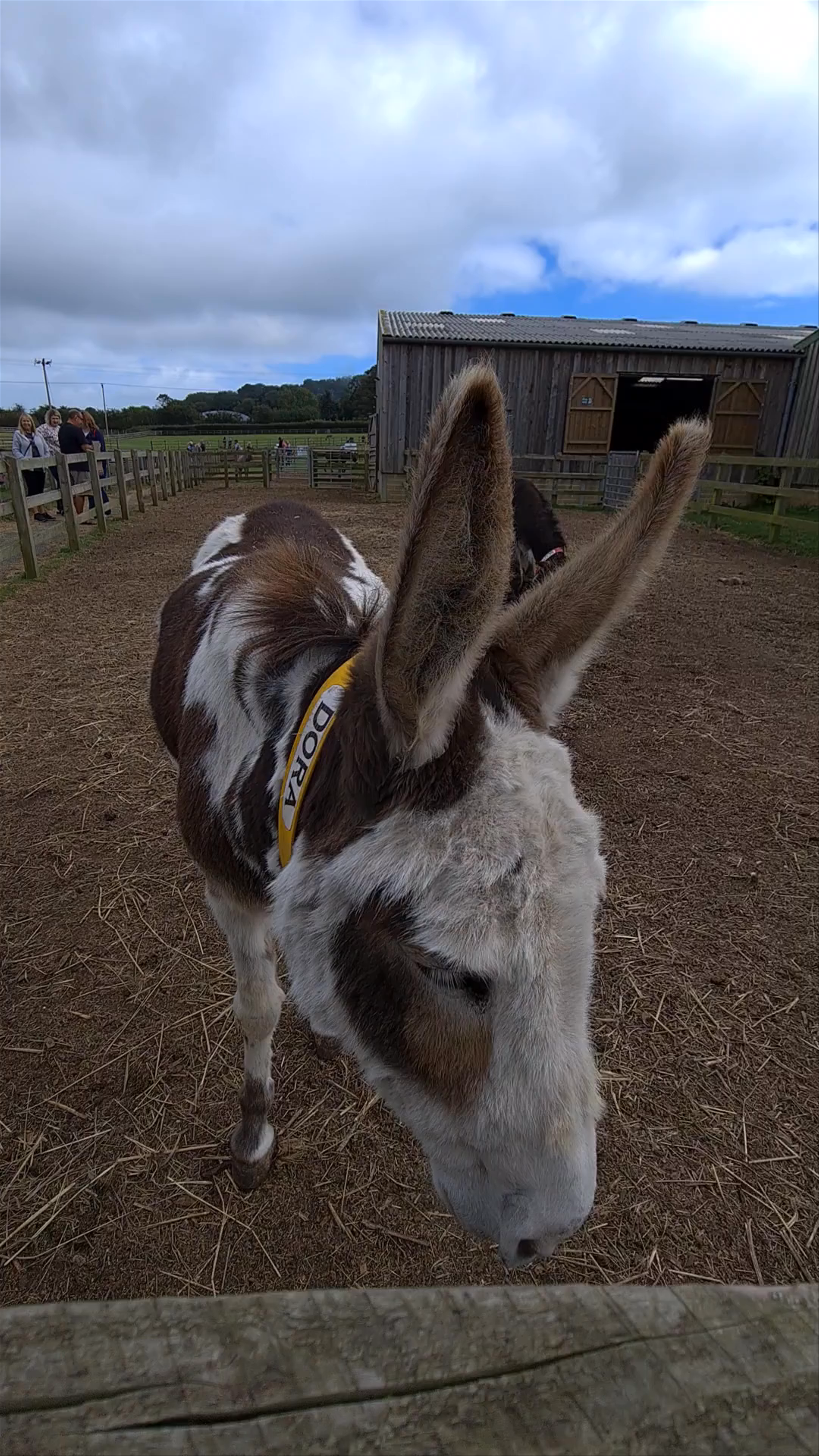 Isle Of Wight Donkey Sanctuary