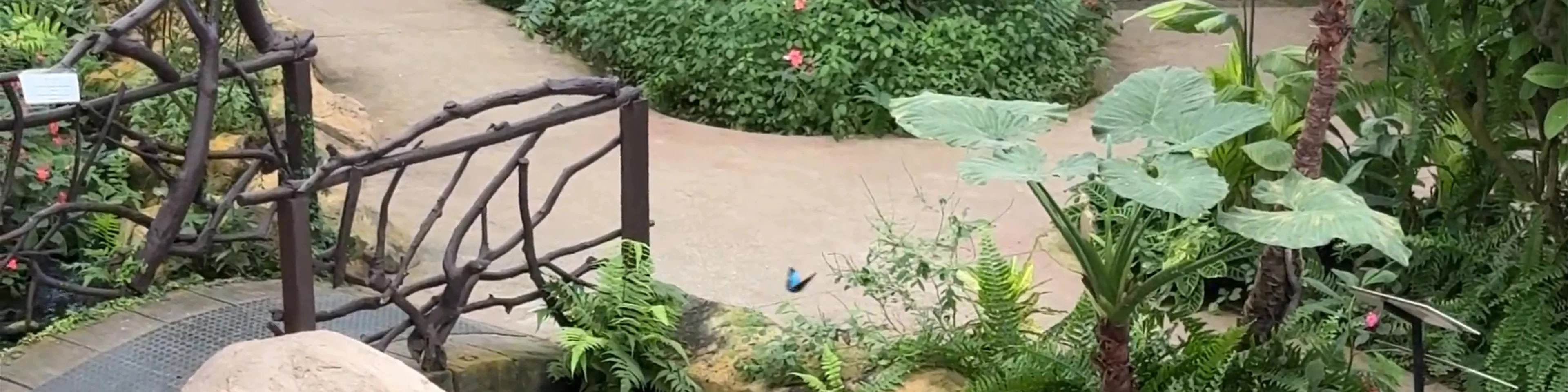 Mariposario de Benalmádena-Butterfly Park