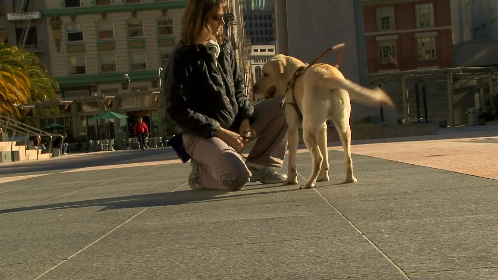 A woman trains a yellow labrador retriever in a public square, rewarding the dog for its composure and obedience.