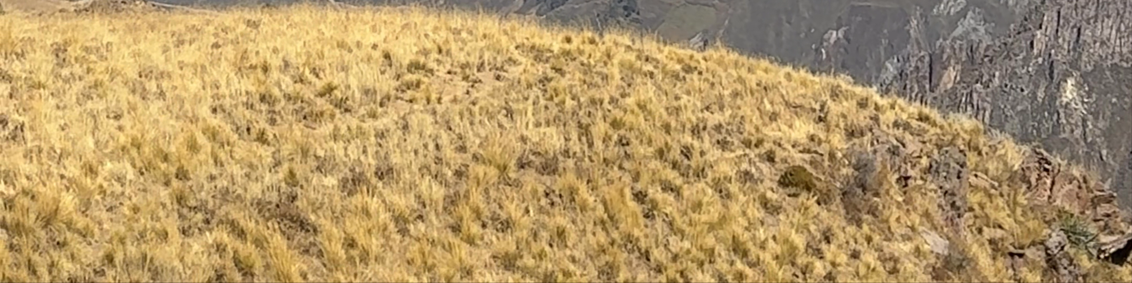 Pinchollo