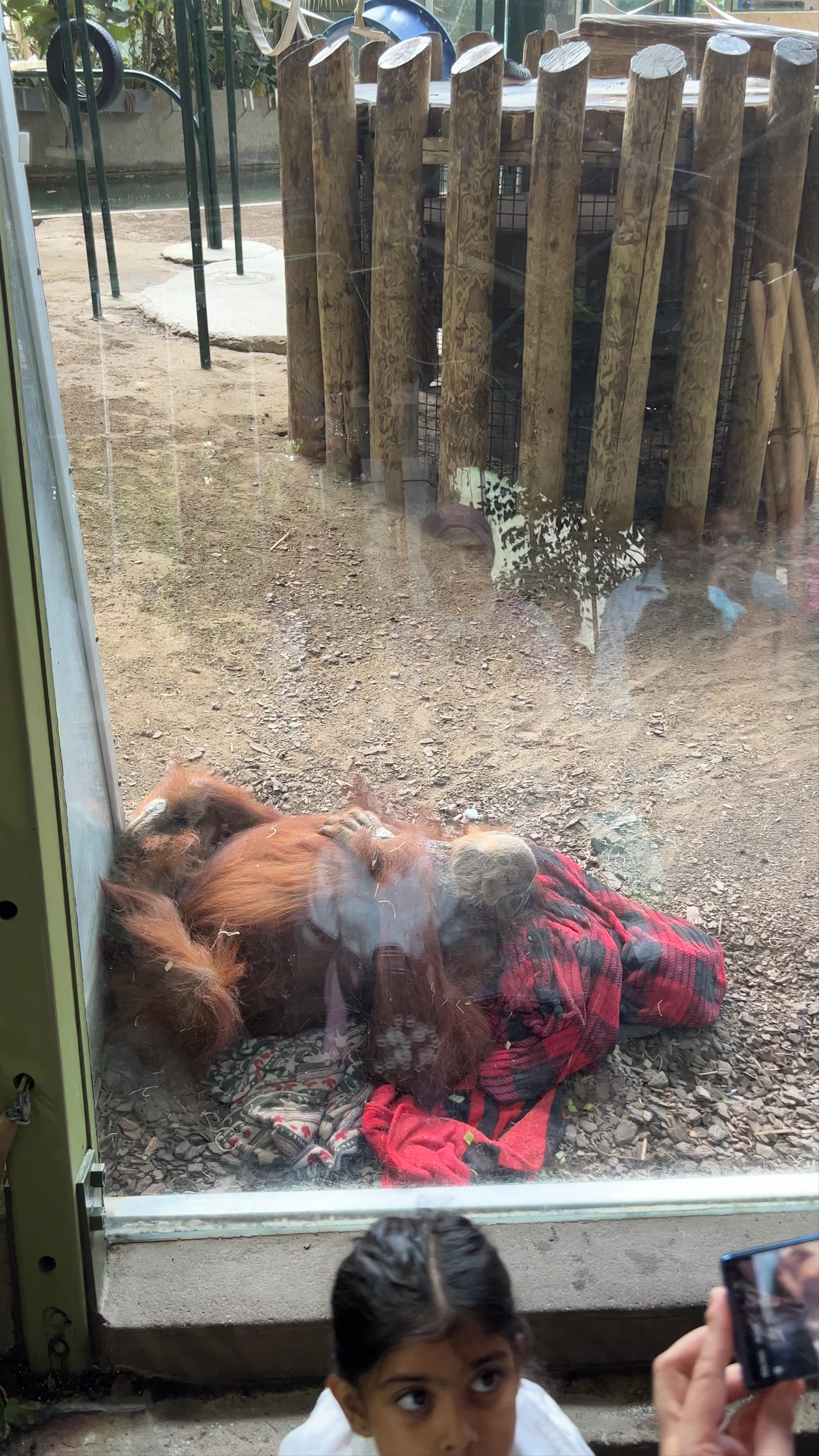 Enchanting Encounter with Orangutan at Toronto Zoo