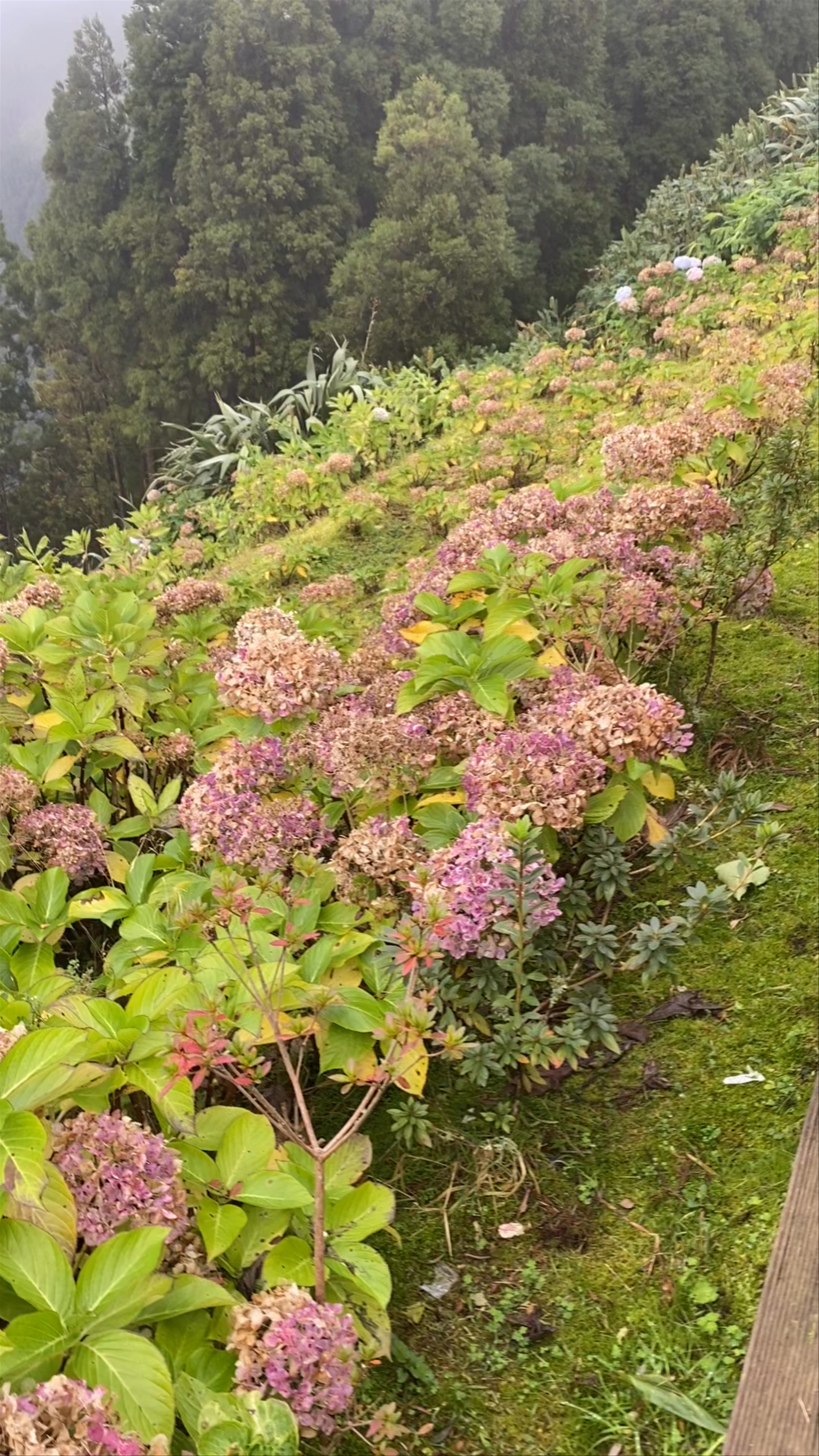 Miradouro da Vista do Rei: Misty Panoramas and Floral Serenity in Azores, Portugal