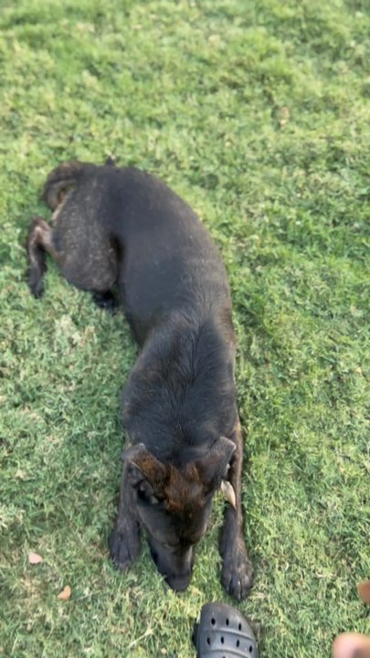 Karly’s K9s - One of Nyx's update videos!!! - Pet Training Near Me - McKinney, Texas