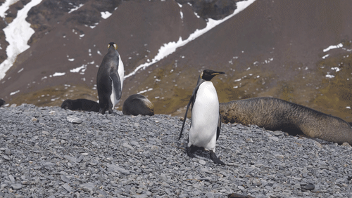 Antarctic fur seals and King Penguins animated gif