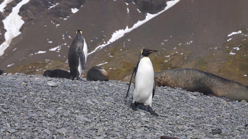 Antarctic fur seals and King Penguins poster