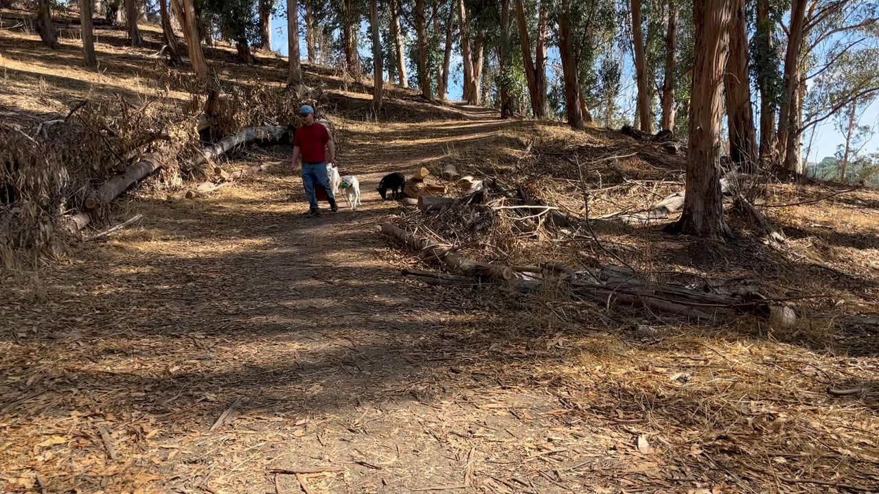 Cause & Effect Dog Training - Pet Training Near Me