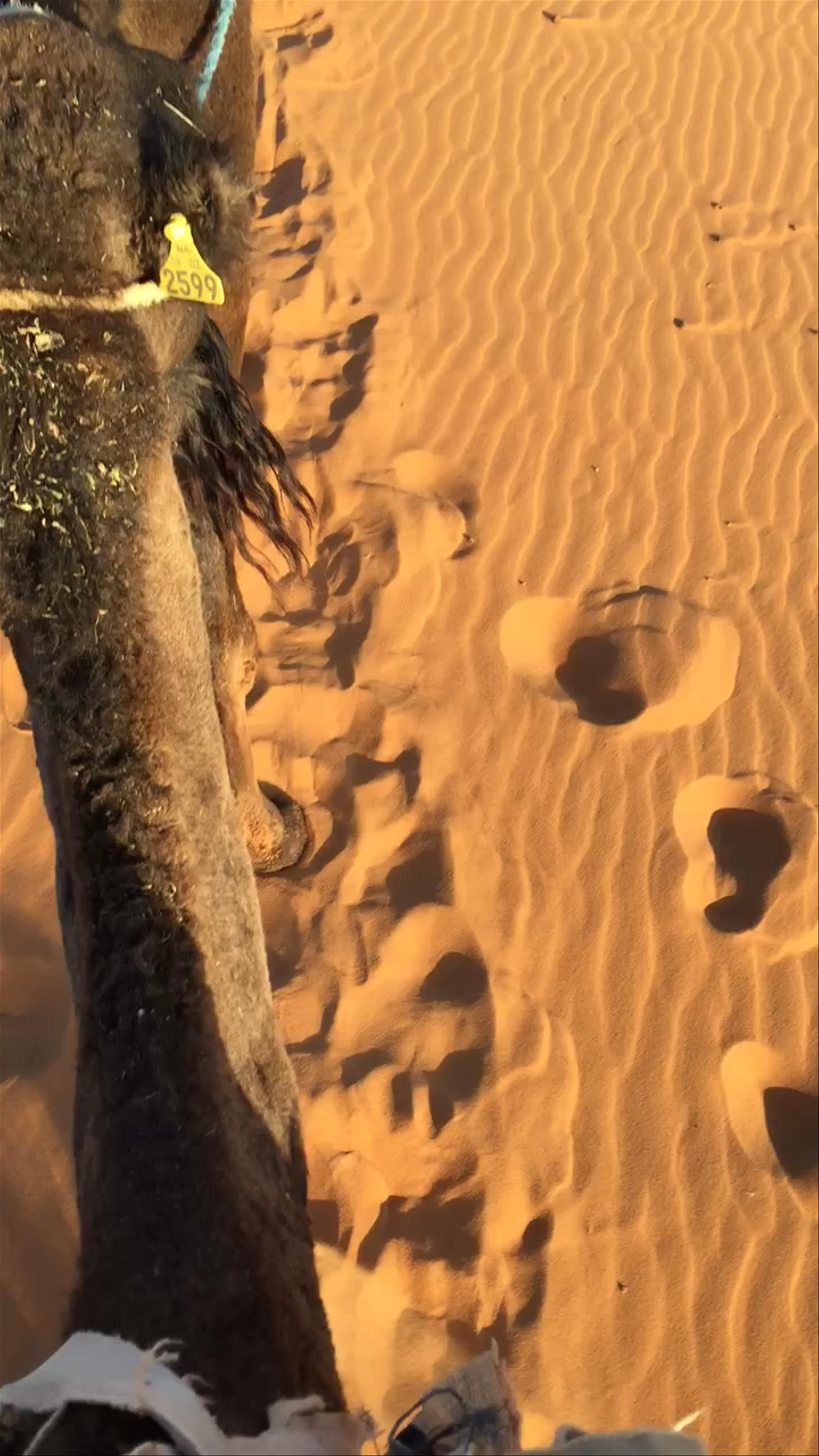 Camel Caravan, Sahara Desert Morocco