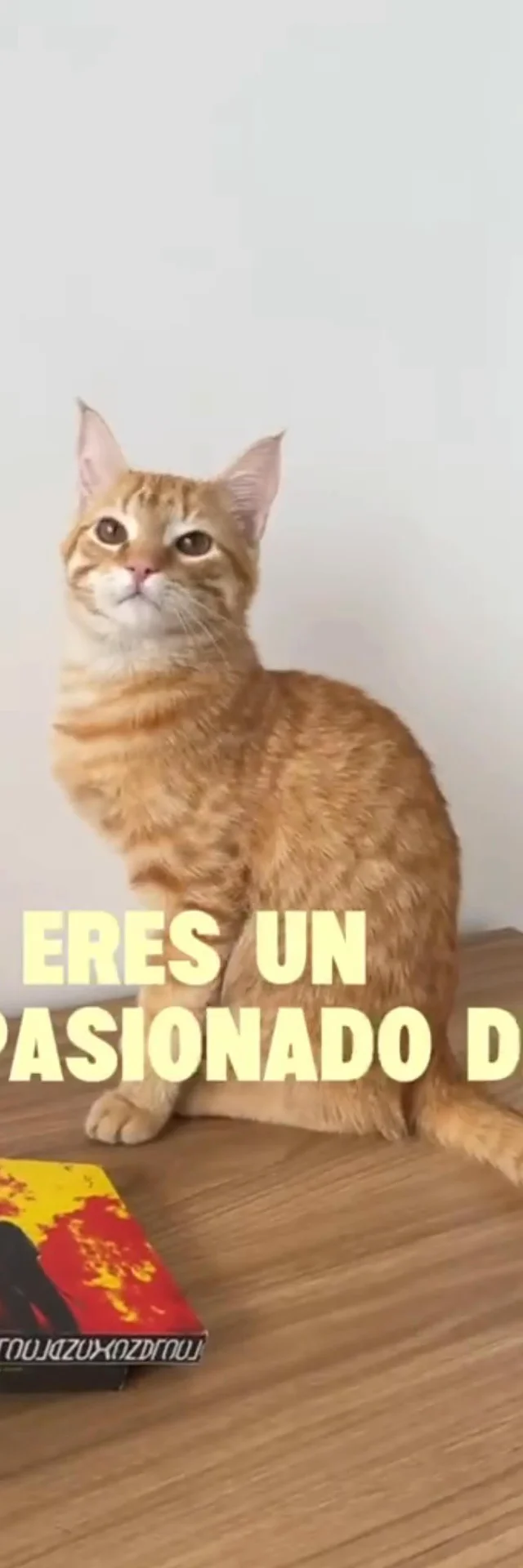Contenido del creador
