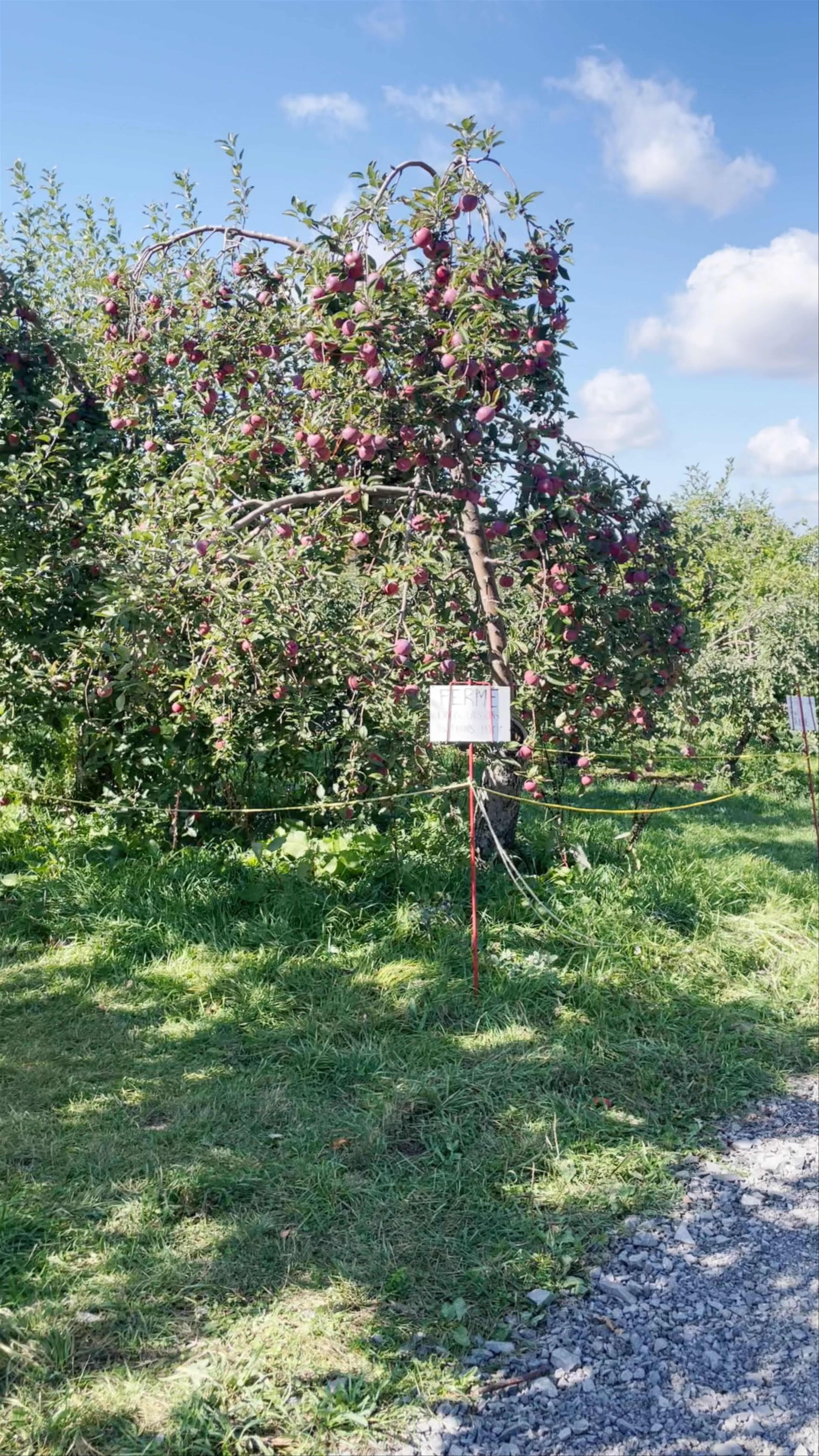 Jude Pomme s.e.n.c., Rang Sainte-Sophie