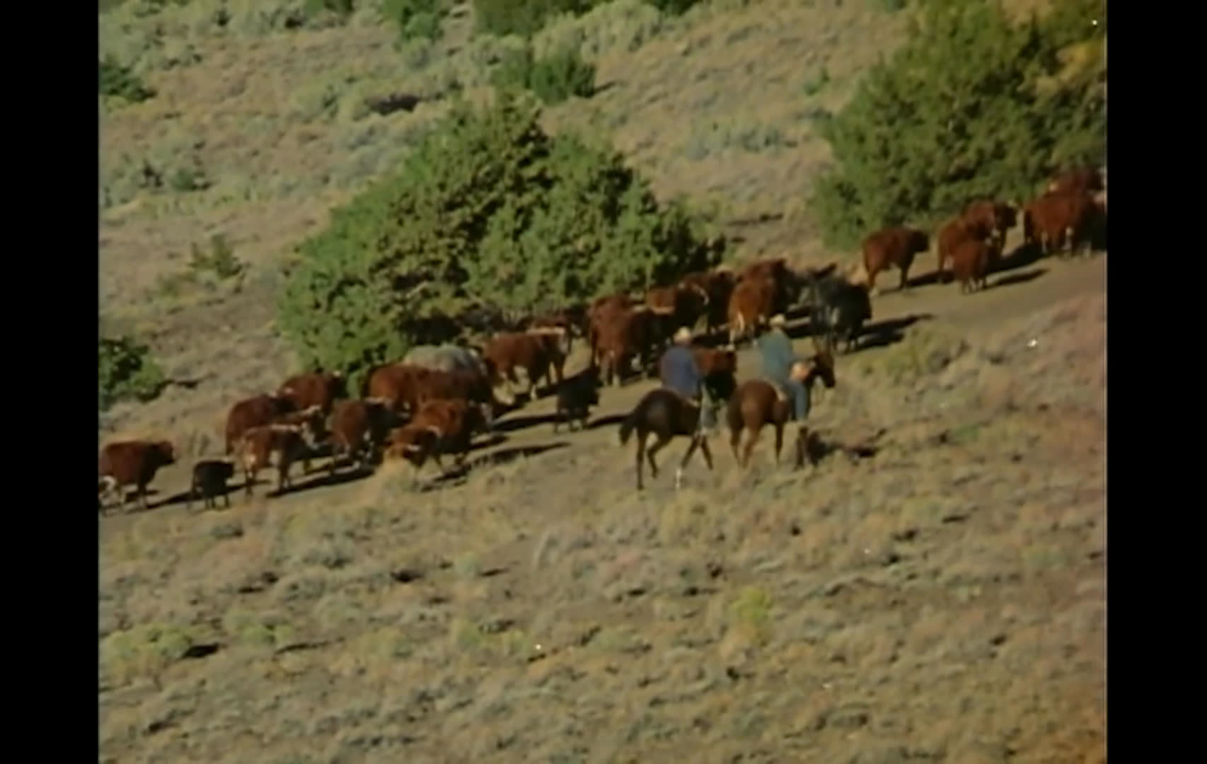 Mounted ranchers ride through a broad, scrub-covered range as cattle graze and move across the open hills. A rancher describes the summer grazing practice and the growing debate over who should use the land.