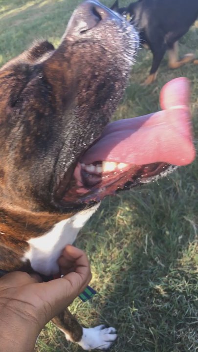 Wiggly Field Dog Park - He was done for it. Fun in the sun. Enzo doesn't like the heat. - Dog Parks Near Me - Denton, Texas