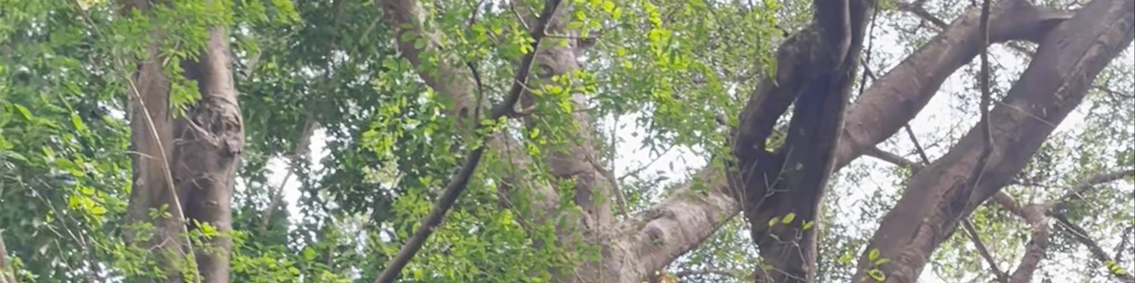 Old Enchanted Balete Tree