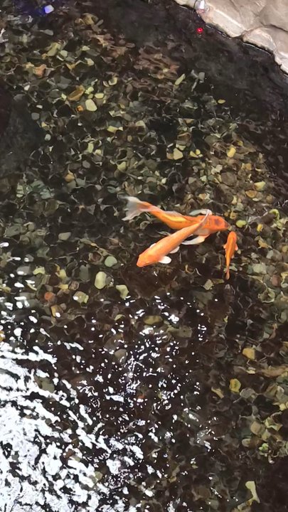 Casper C'mon Inn - Coy fish pond - Hotels Near Me - Evansville, Wyoming