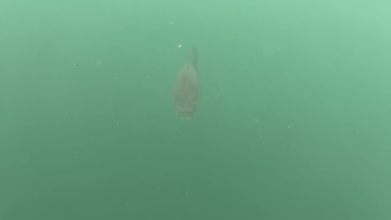 The Scuba Ranch - Fish comes to say hi! - Scuba Diving Near Me - Terrell, Texas