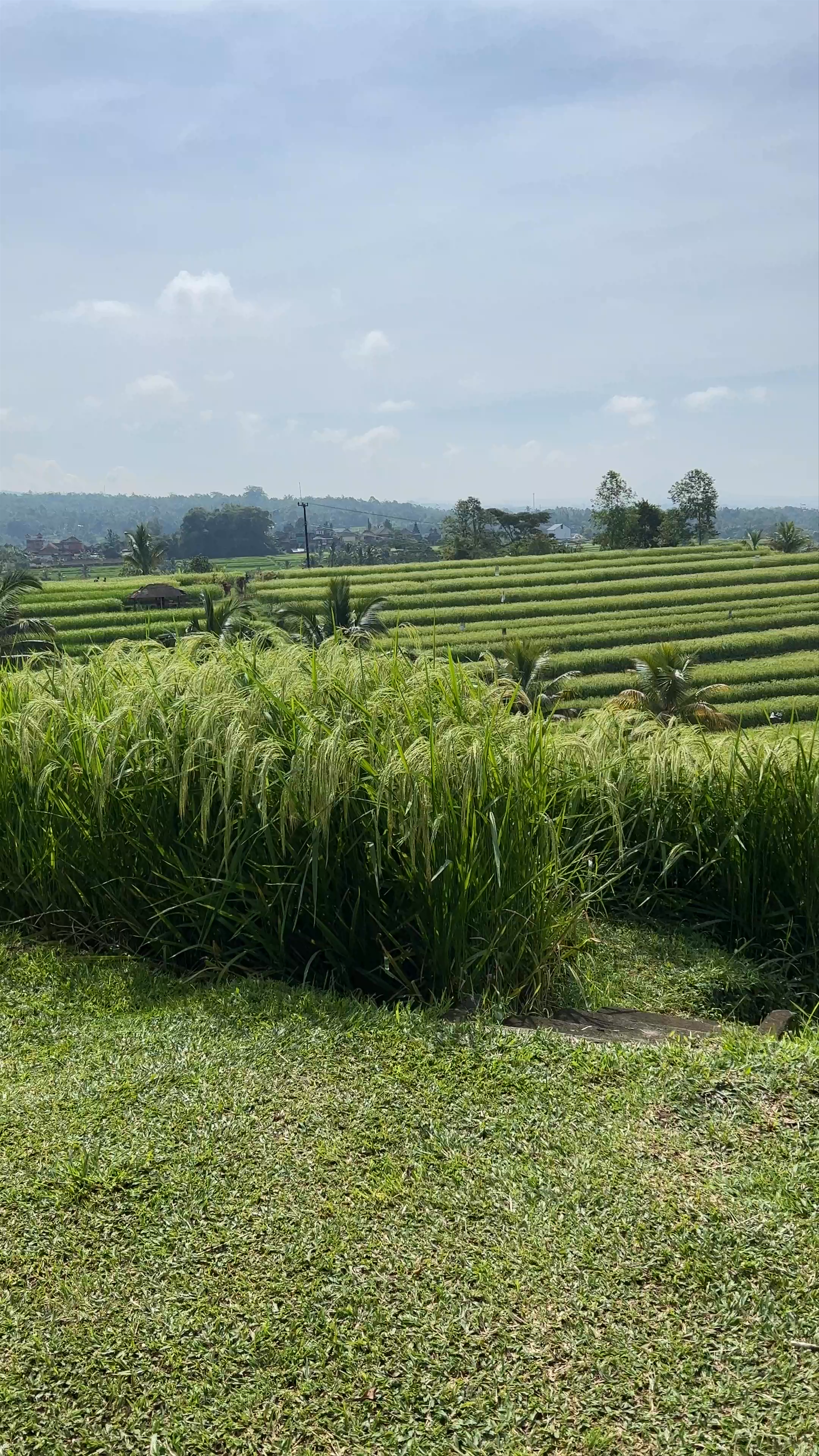 Jatiluwih Rice Terraces: Serene Bali Nature Escape
