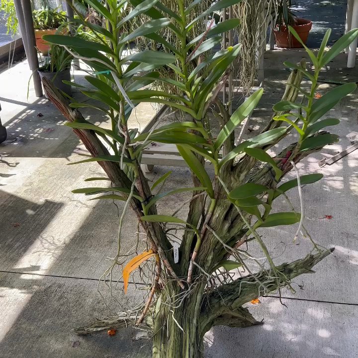 Palmer Orchids - Nurseries & Gardening Near Me - Bradenton, Florida