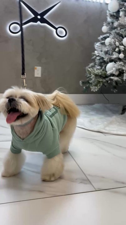 Paws At Main - Riverside - Feeling happy after his spa day! - Pet Groomers Near Me - Riverside, California