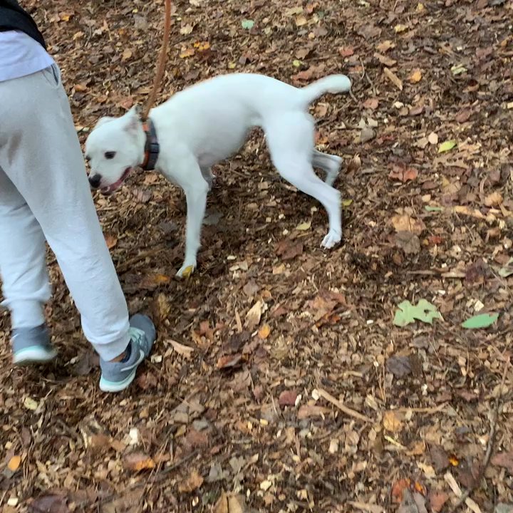 PAWS Atlanta - Such an energetic pup! - Animal Shelters Near Me - Decatur, Georgia