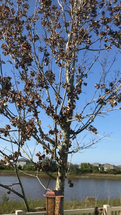 Blue Tech Services - KILLED TREE NOT WEEDS!!! - Pressure Washers Near Me - Land O' Lakes, Florida
