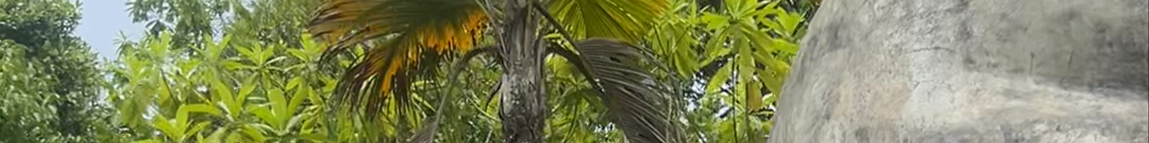 Tours & experiences in Grand'Anse