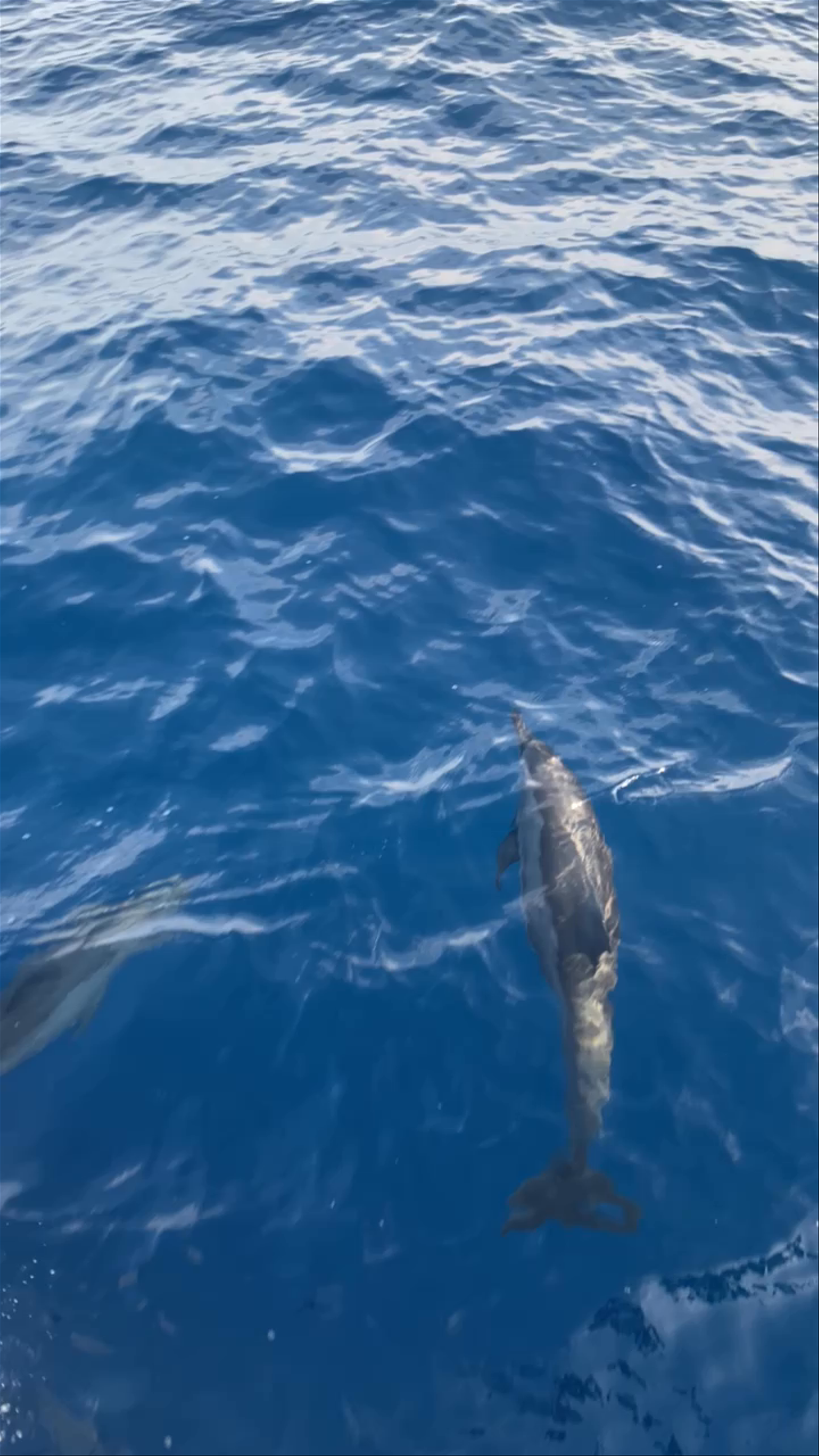 Dolphin Watching Adventure off Mirissa, Sri Lanka