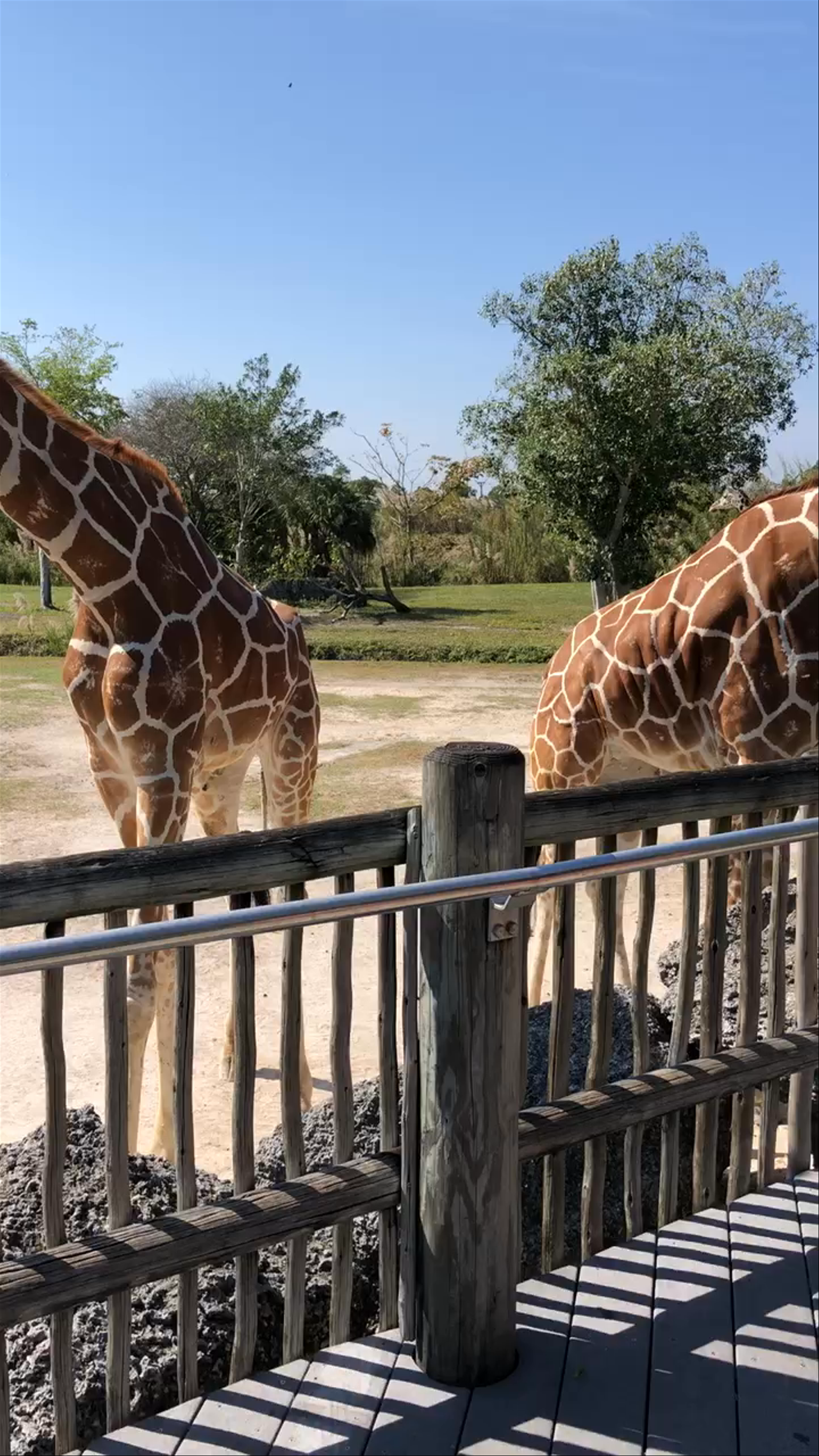 Up-Close Giraffe Encounter at Zoo Miami
