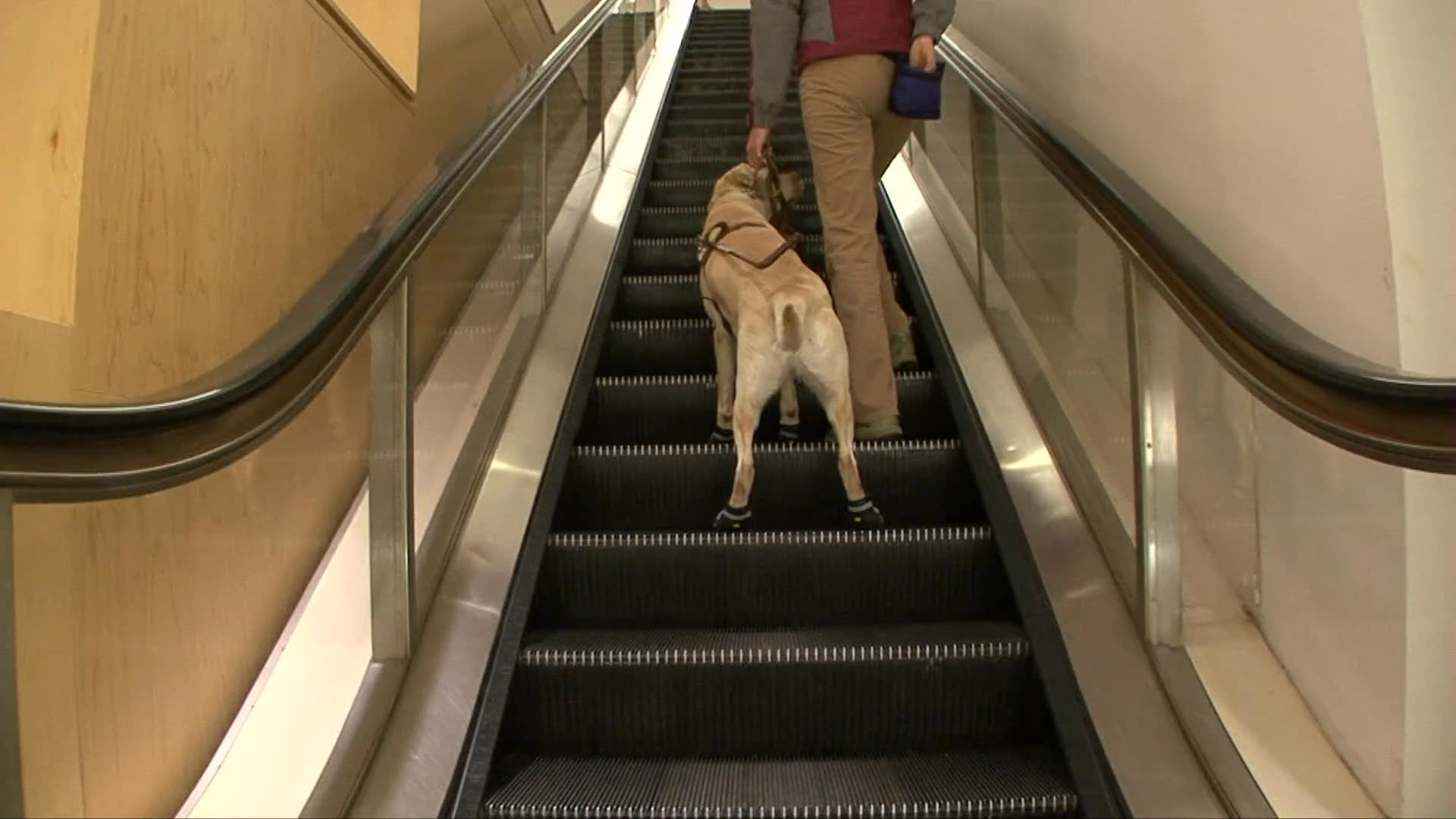 A trainer guides a labrador service dog wearing protective boots onto an escalator to practice safe navigation. The sequence transitions to an interview segment discussing animal assistance training protocols.