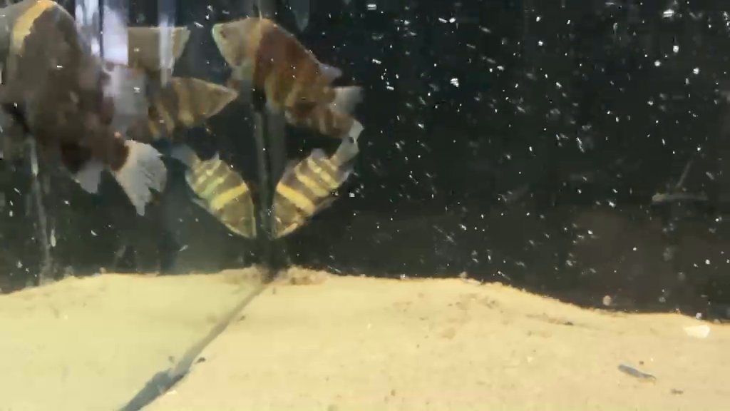 Siamese tigerfish