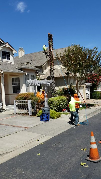 Zaragoza Tree Services - Tree Services Near Me - Concord, California