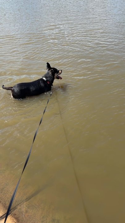 Cedar Bark Park - Dog Parks Near Me - Cedar Park, Texas