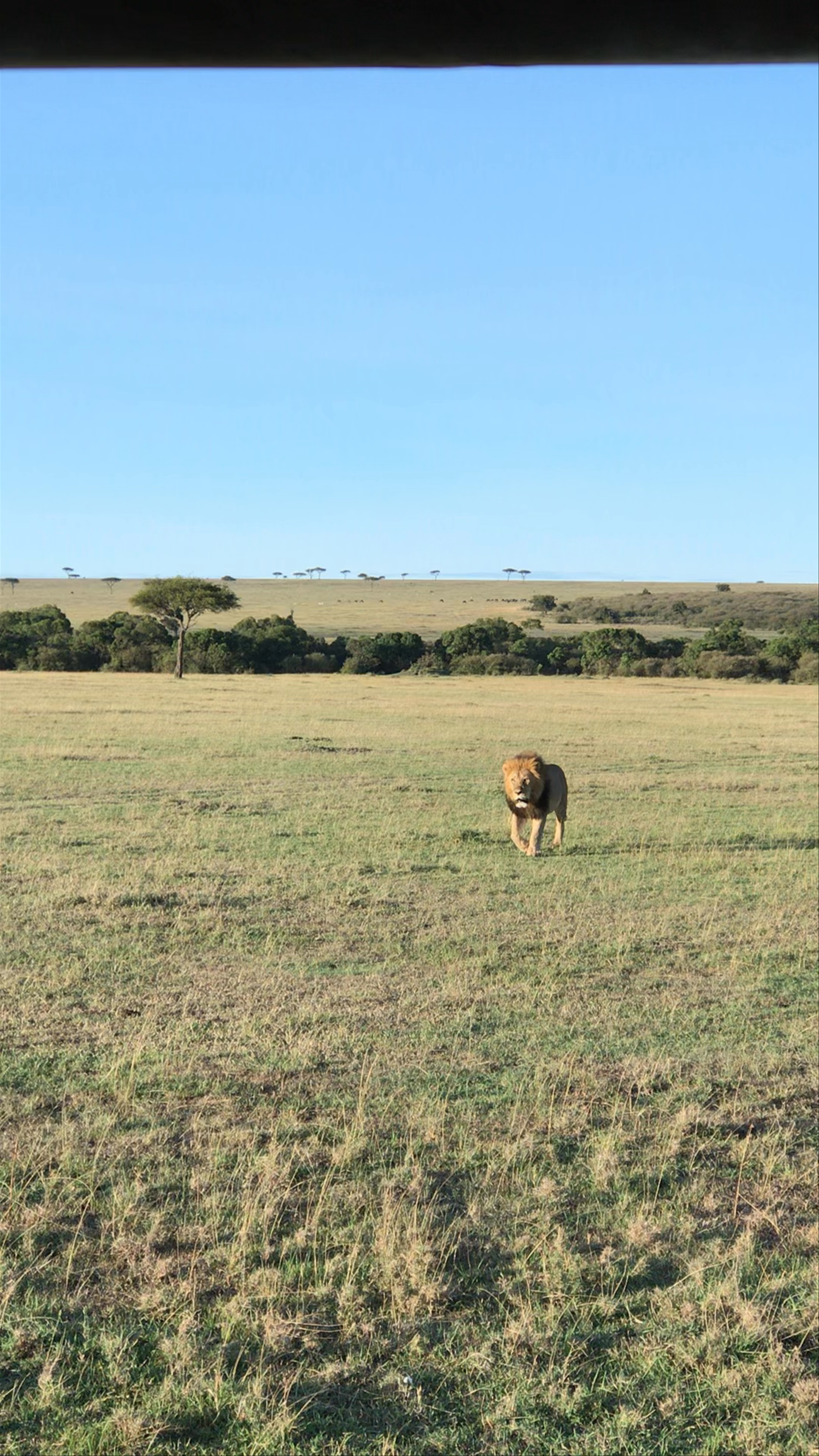 lion tracking in Masai Mara 