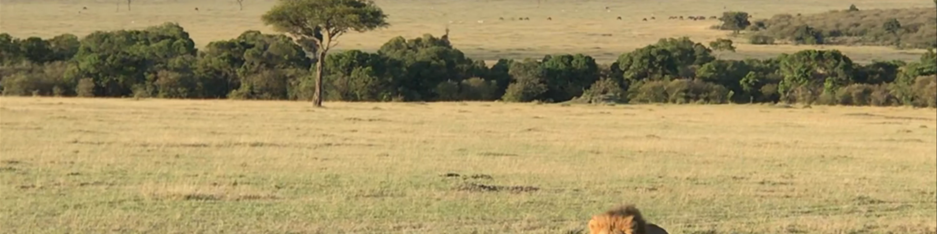 lion tracking in Masai Mara 