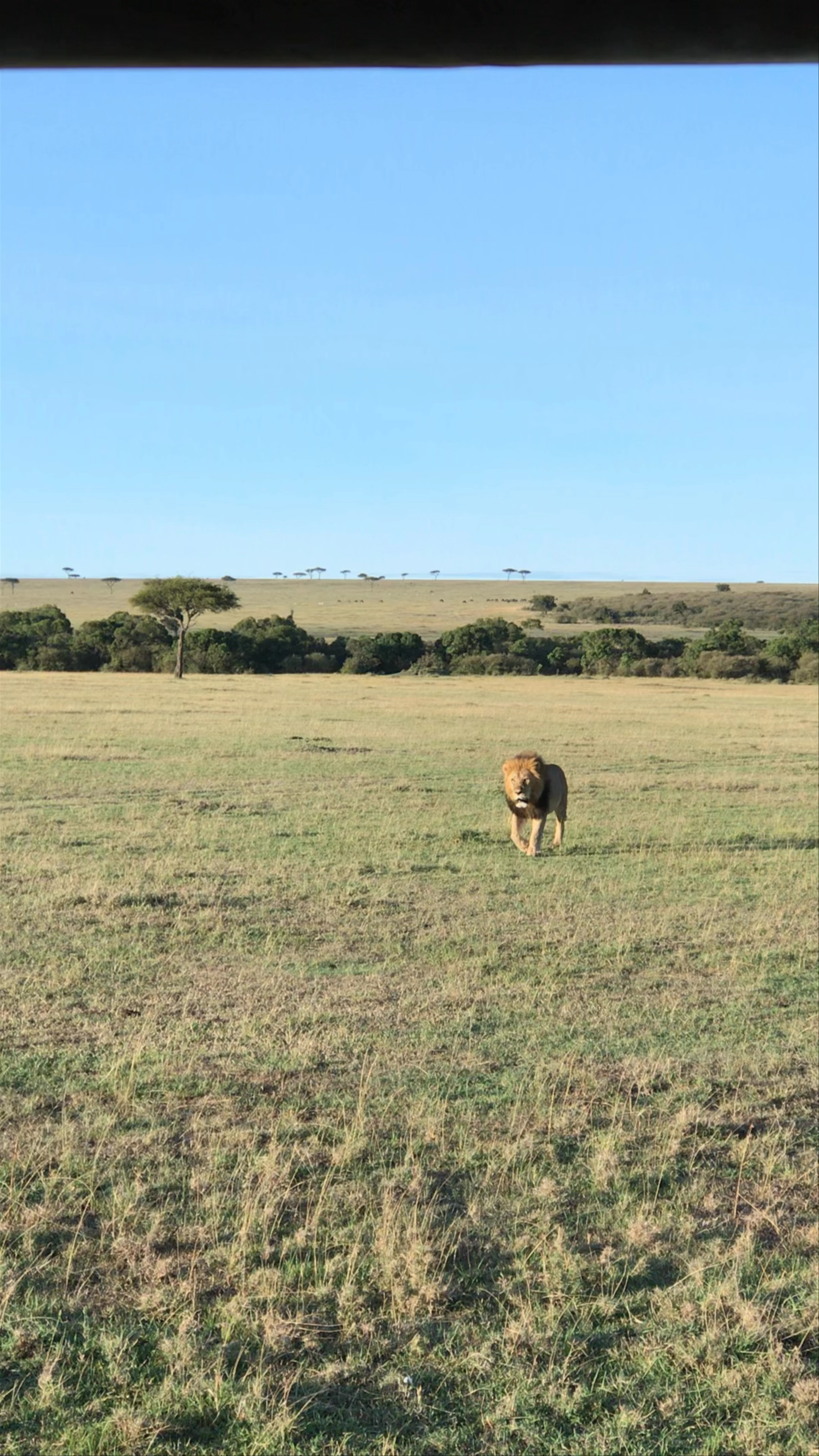 Masai Mara National Reserve, Kenya