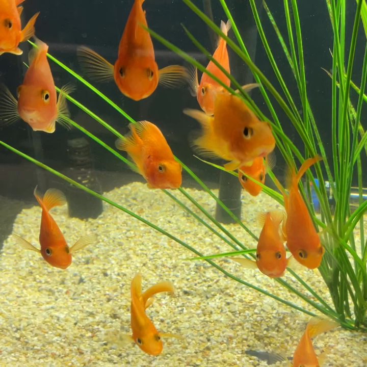 Fish Gallery - Local Fish Stores Near Me - Spring, Texas