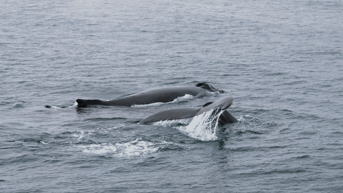 Untitled Work animated gif