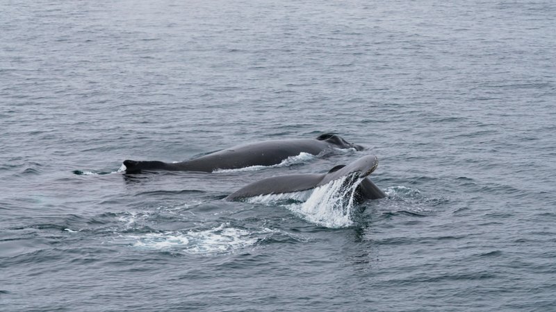 Untitled Work poster