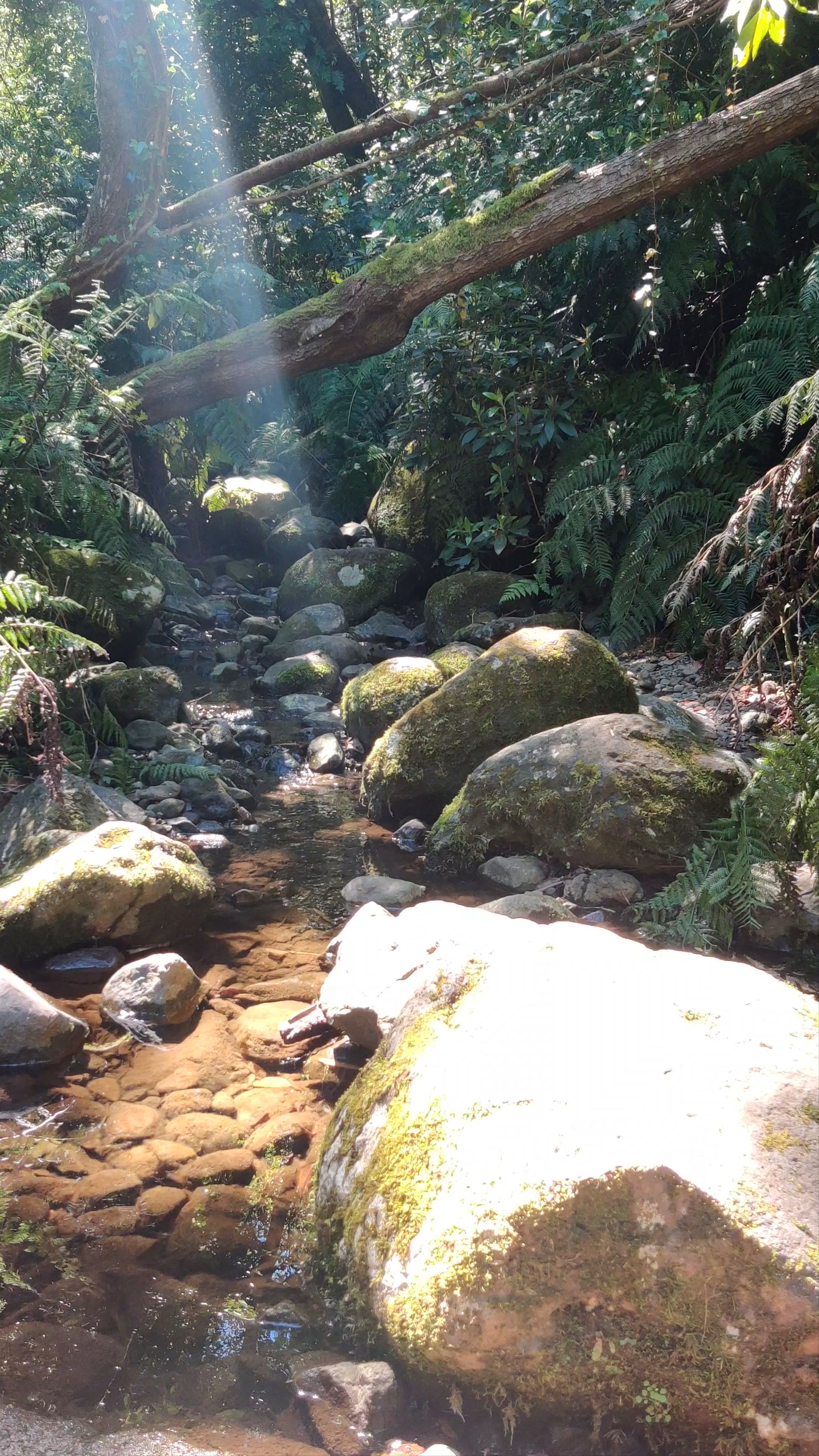 PR18 Levada do Rei: Mystical Forest Stream Walk in Madeira, Portugal