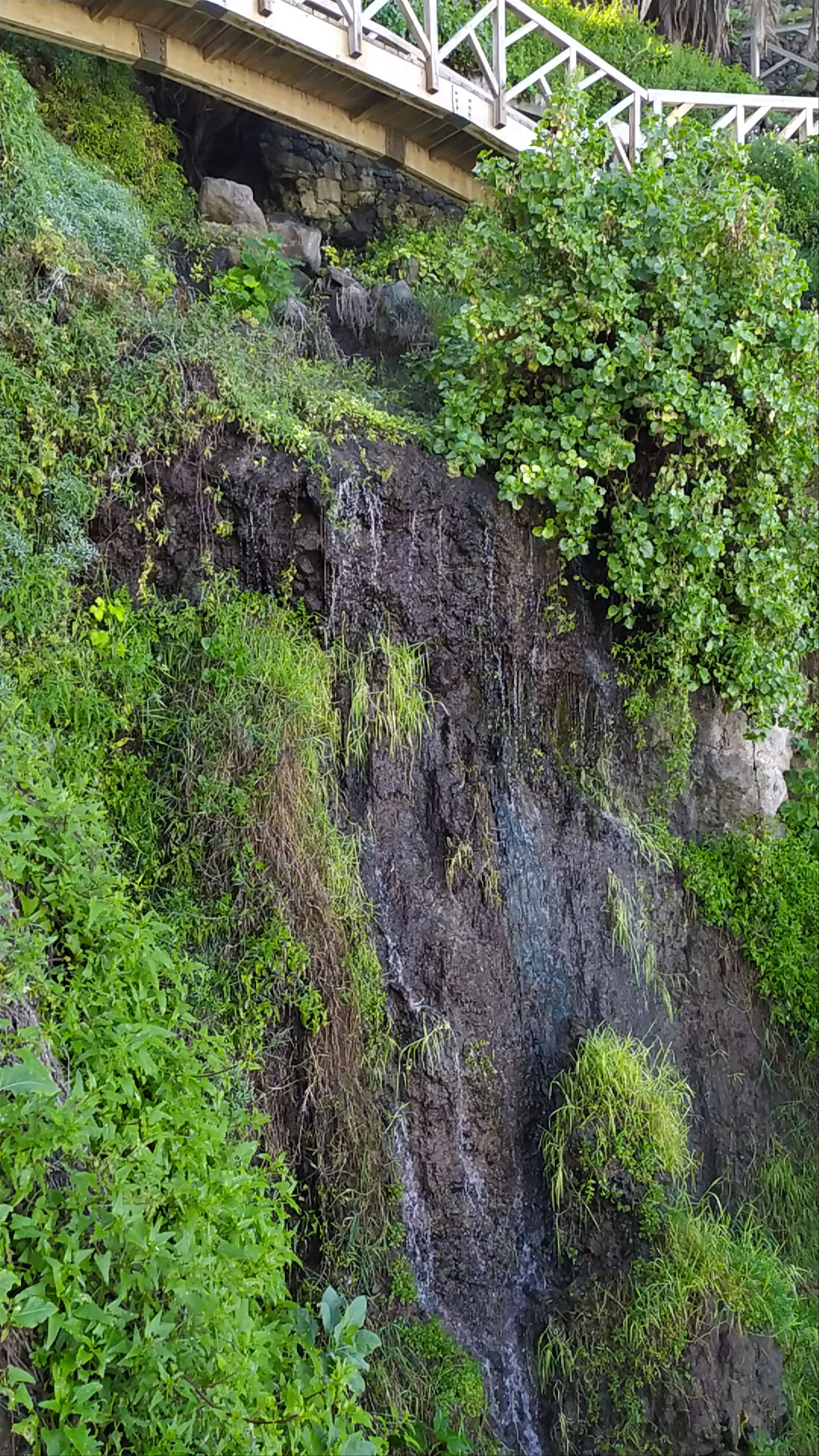 Aula de la Naturaleza Rambla de Castro: Lush Coastal Nature in Los Realejos