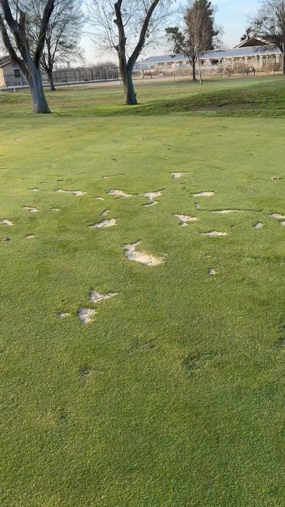 Delano Golf Course - Greens have major divots, poor quality - Golf Near Me - Delano, California