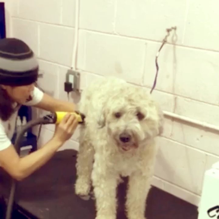 Spago Dog - Thank you Alix for the video...you're totally awesome! - Pet Groomers Near Me - Oakland, California