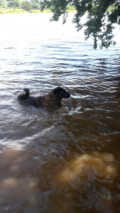 Edmond Dog Park - Dani playing with a stick in the lake portion! - Dog Parks Near Me - Edmond, Oklahoma
