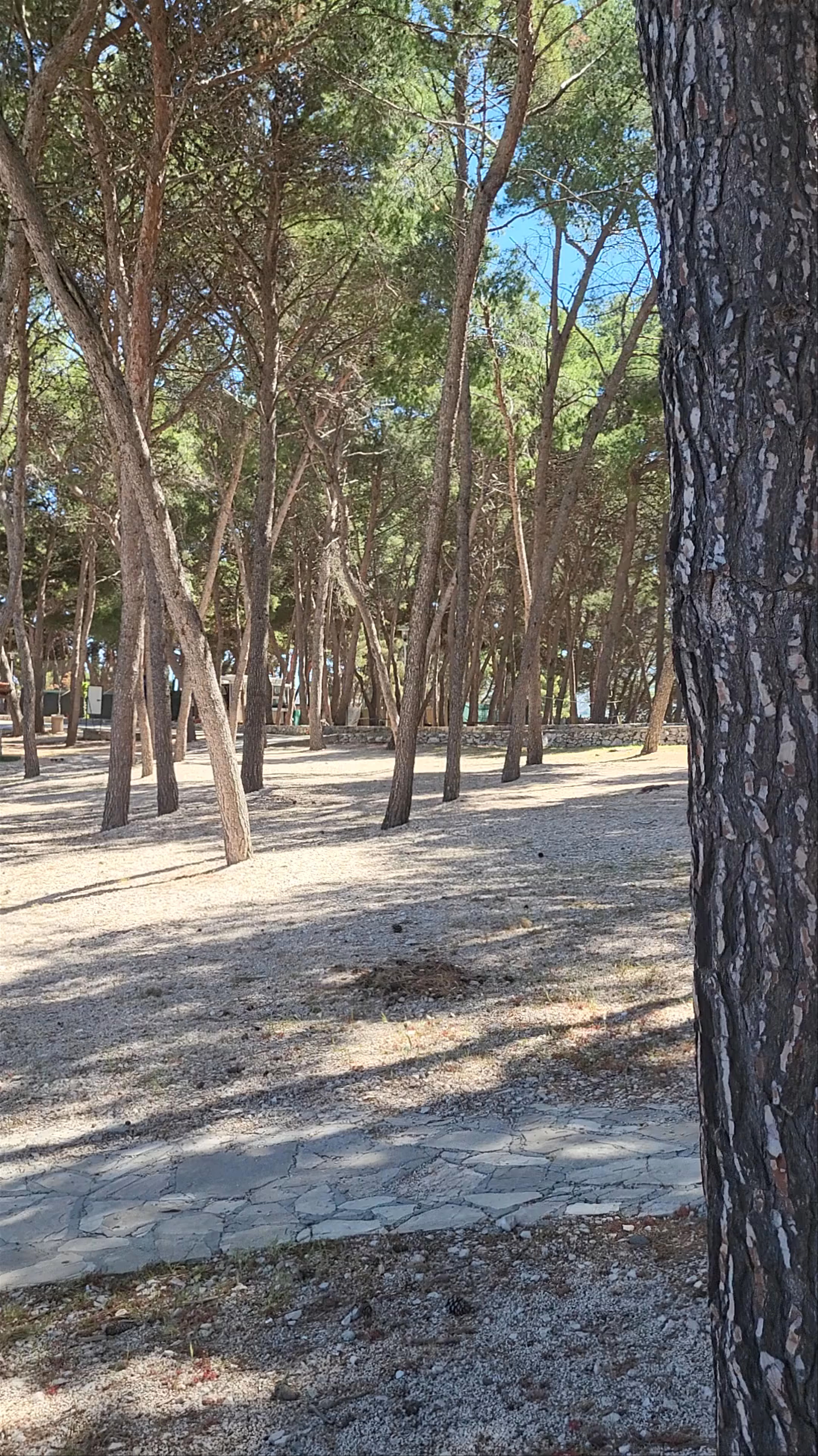 Sunlit Pine Grove and Serene Mediterranean Beach in Primošten, Croatia
